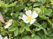 Potentilla montana