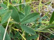 Trifolium arvense