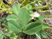 Trifolium campestre