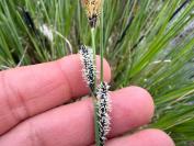 Carex elata