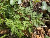 Anthriscus sylvestris