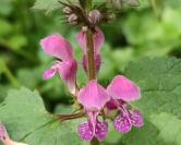 Lamium maculatum
