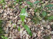 Allium ursinum