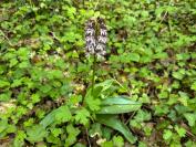 Orchis purpurea