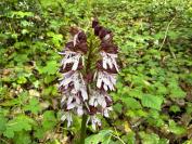 Orchis purpurea