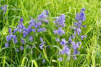 Hyacinthoides non-scripta