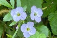 Cardamine pratensis