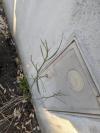 Chondrilla juncea