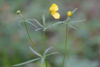Ranunculus auricomus