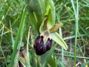 Ophrys aranifera