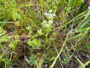 Scandix pecten-veneris