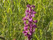 Orchis mascula