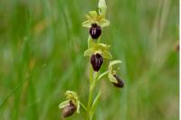 Ophrys aranifera