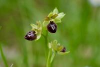 Ophrys aranifera