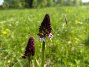 Orchis purpurea