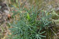 Lupinus angustifolius