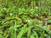 Allium ursinum
