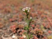 Centranthus calcitrapae
