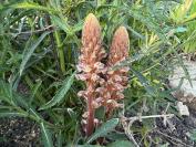 Orobanche minor