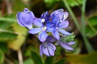 Veronica saturejifolia