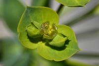 Euphorbia seguieriana