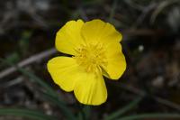 Ranunculus gramineus