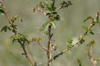 Rosa spinosissima