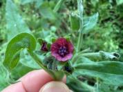 Cynoglossum officinale