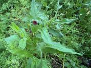 Cynoglossum officinale