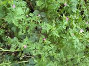 Geranium robertianum