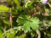 Geranium pyrenaicum