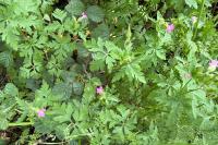 Geranium purpureum