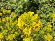 Barbarea vulgaris