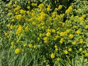 Barbarea vulgaris