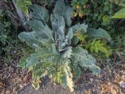 Verbascum pulverulentum