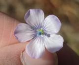 Linum usitatissimum