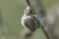 Cynoglossum officinale