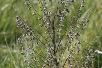 Cynoglossum officinale