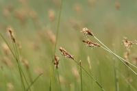 Carex praecox