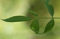 Fraxinus angustifolia