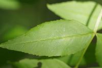 Fraxinus excelsior