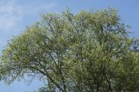 Salix alba