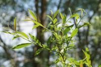 Salix triandra