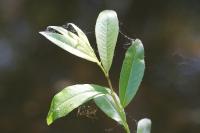 Salix triandra