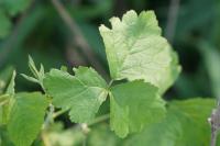 Rubus caesius