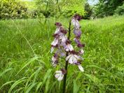 Orchis purpurea