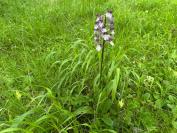 Orchis purpurea