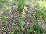 Cephalanthera damasonium