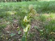 Cephalanthera damasonium