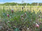 Trifolium incarnatum var. molinerii